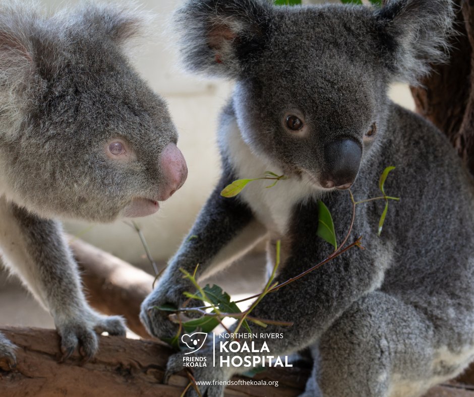 Friendsofthekoala tweet media