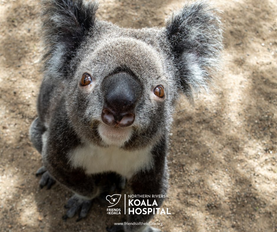 Friendsofthekoala tweet media