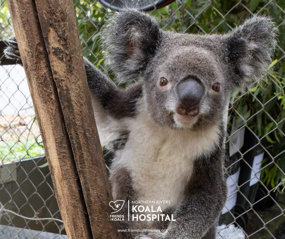 Friendsofthekoala tweet media