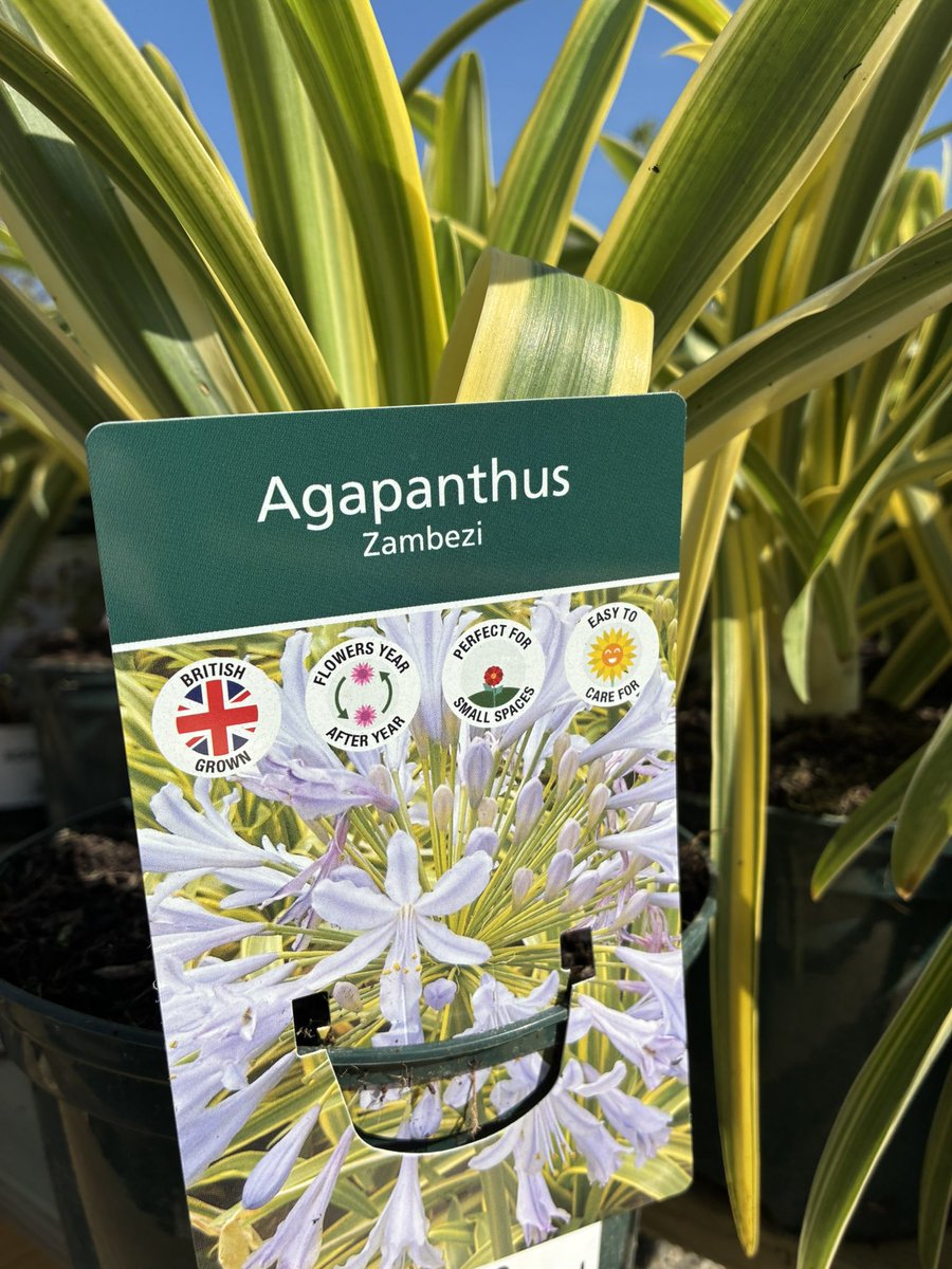 Callum Watson tweet media