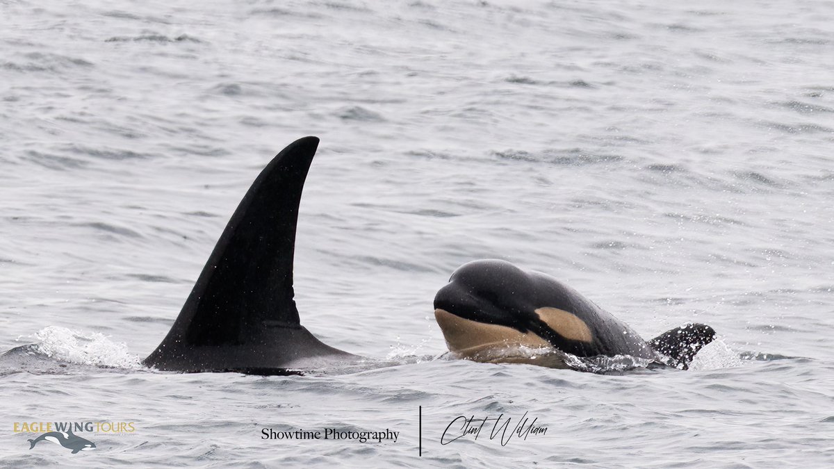 Eagle Wing Tours tweet media