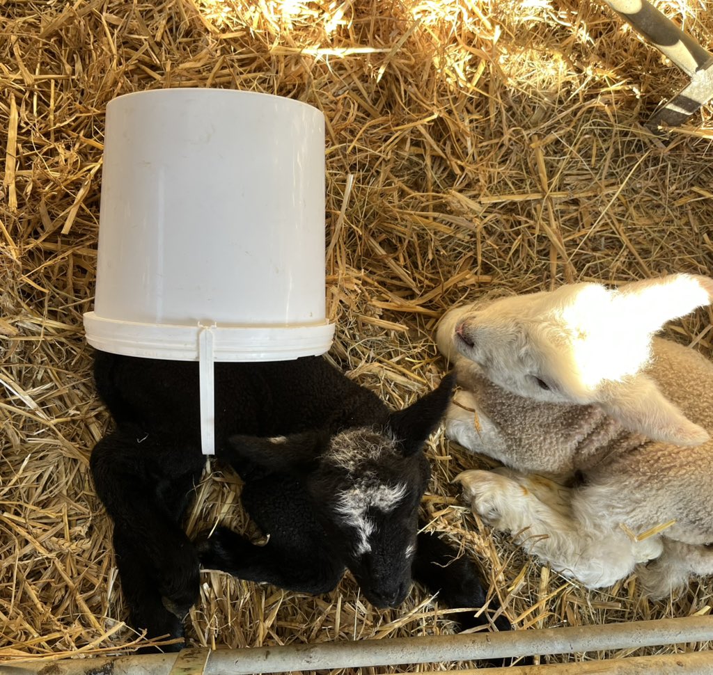 🐑 Farmer Dixon 🐐🐮🐓🐏🌿 tweet media