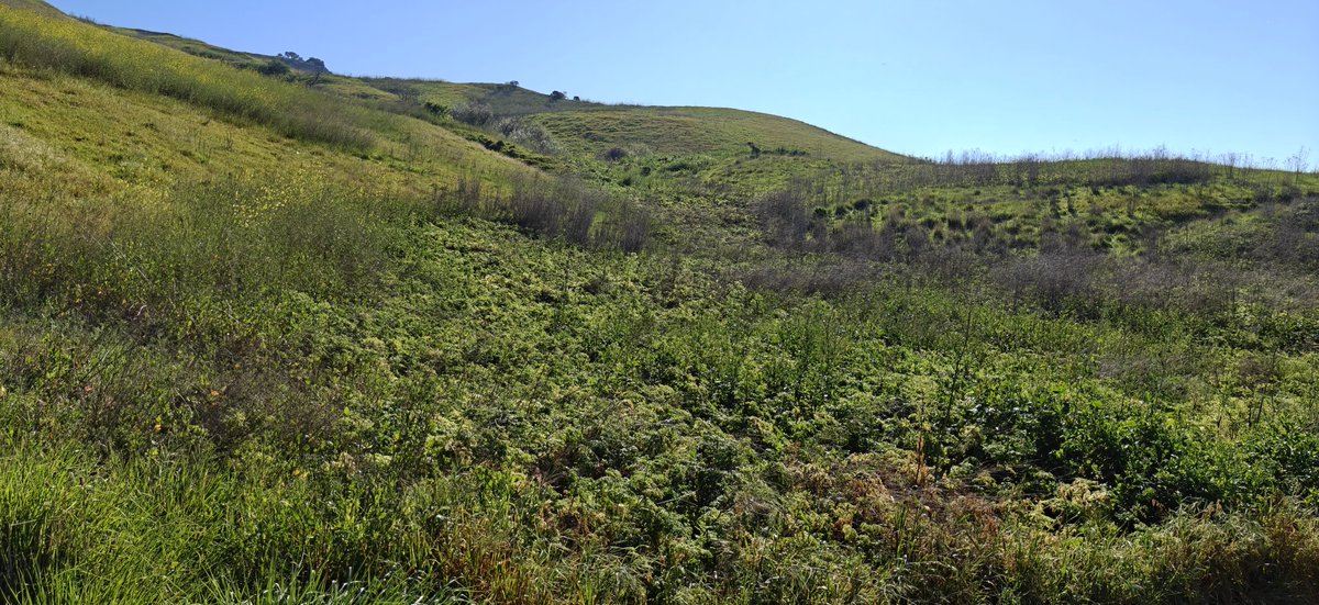 mr online tweet media