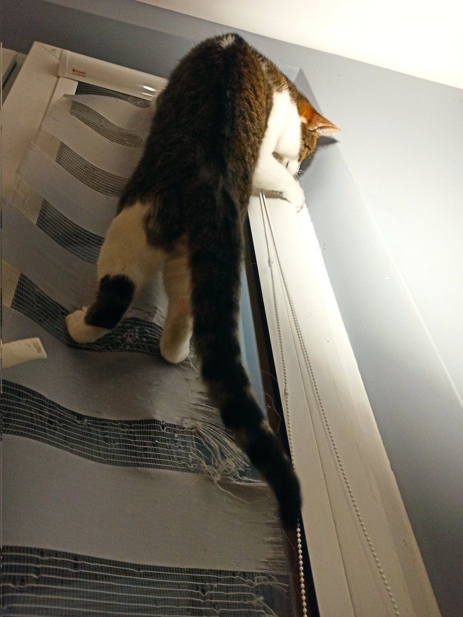 Franz Hrad i kot Burbon tweet media