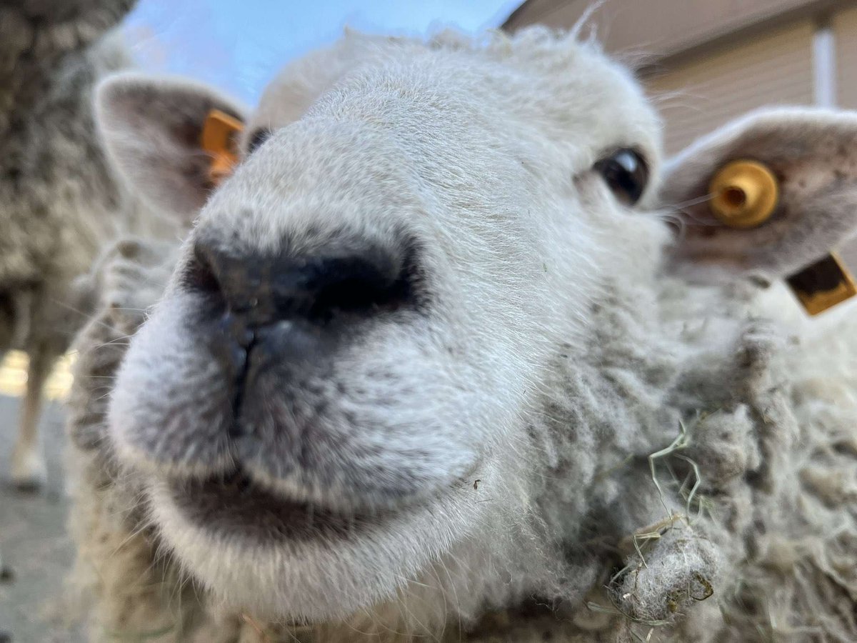 CAIN! 🐑 🔞 tweet media