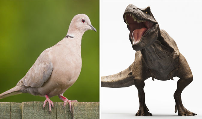 Dr J Rould tweet media