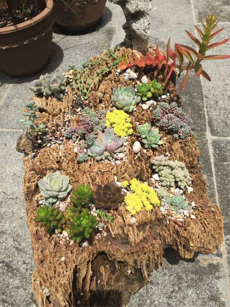 Eliasl_612's tweet photo. "DIY Cardboard Planter!  Cut a box, add soil, plant succulents—zero cost, big joy. Tag your upcycled projects! #DIYCrafts #Upcycle #SustainableLiving" https://t.co/yczhUCNi6U
