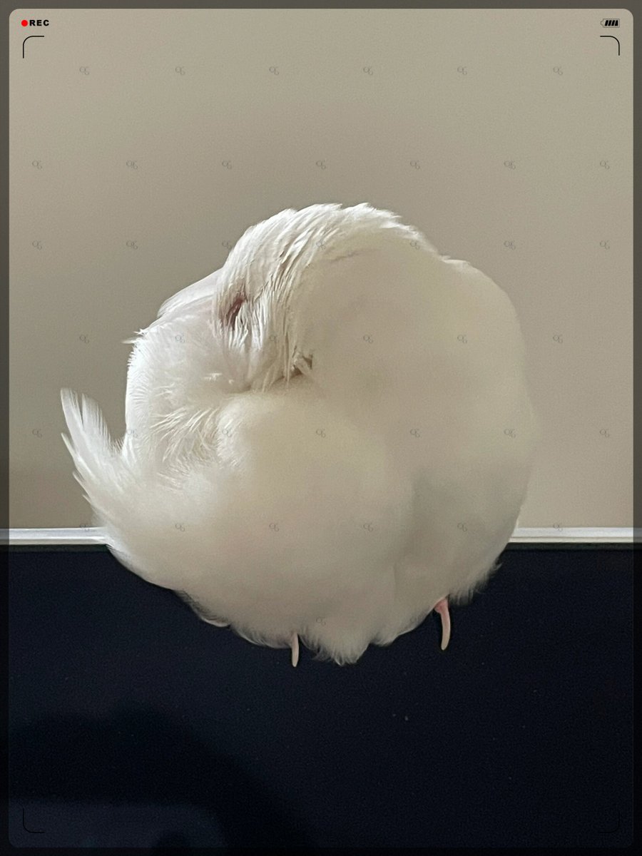 ладнев евгений tweet media