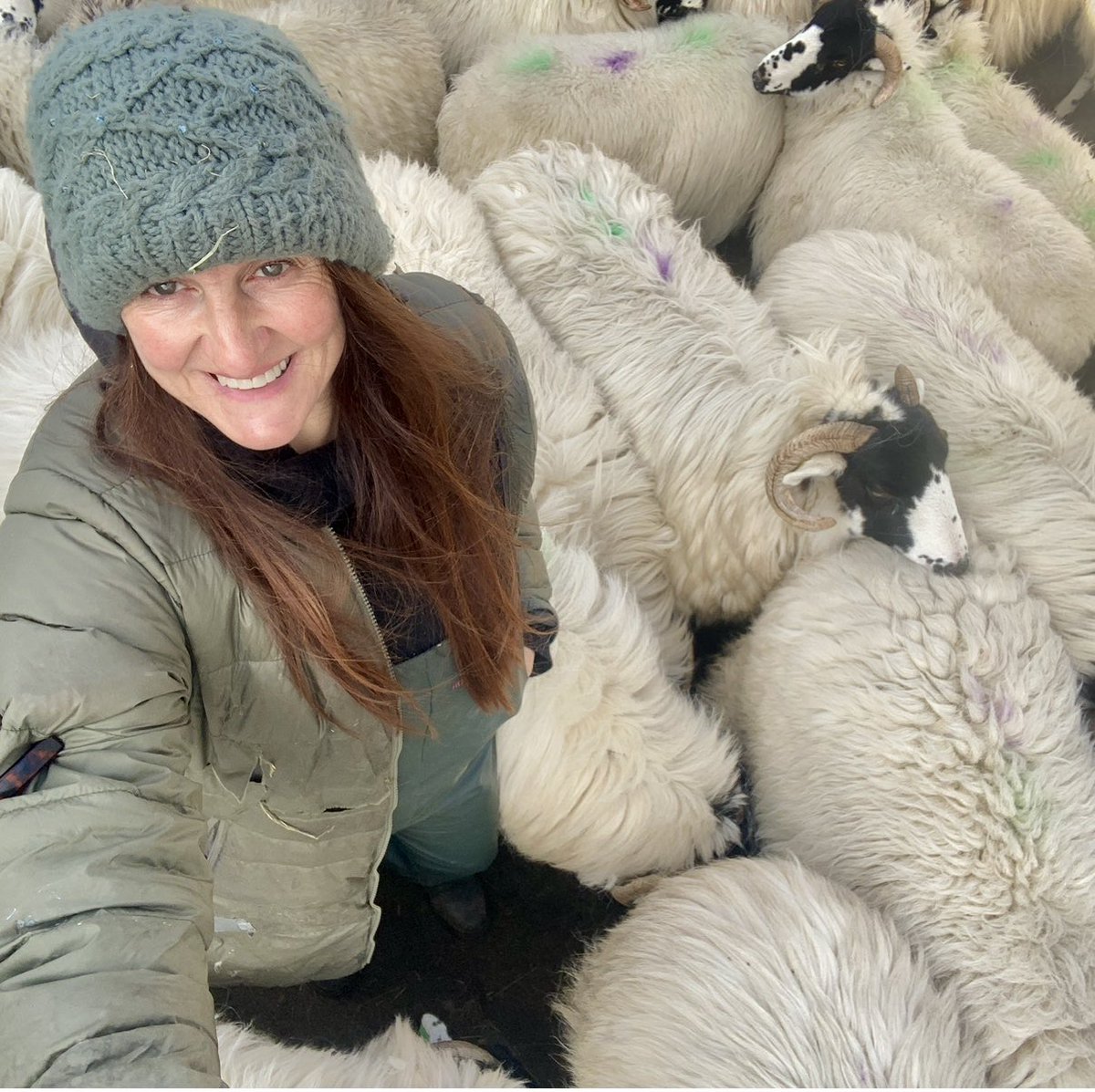 Alison O’Neill ~ Shepherdess tweet media