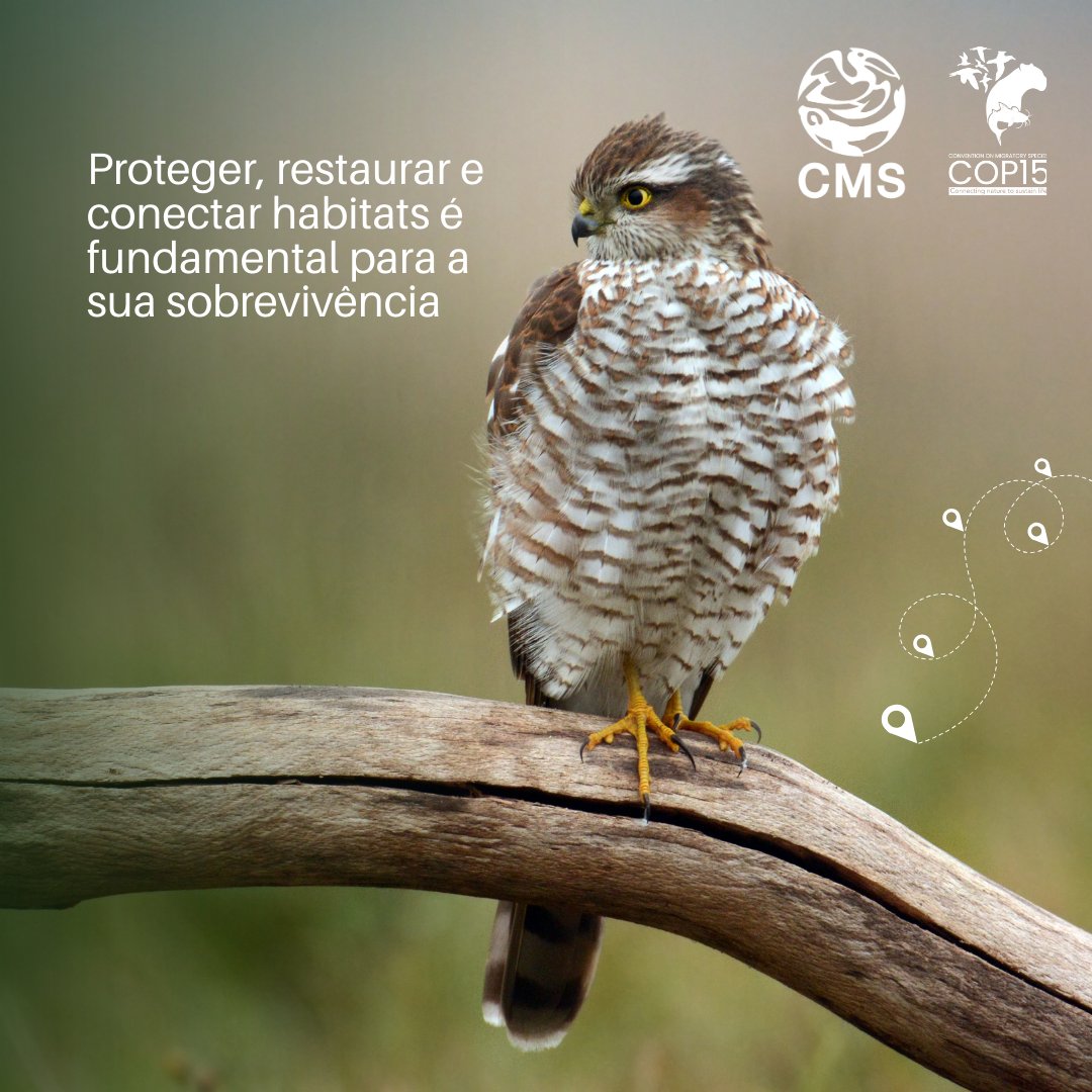 Programa da ONU para o Meio Ambiente tweet media