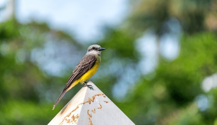 Secret Flying tweet media