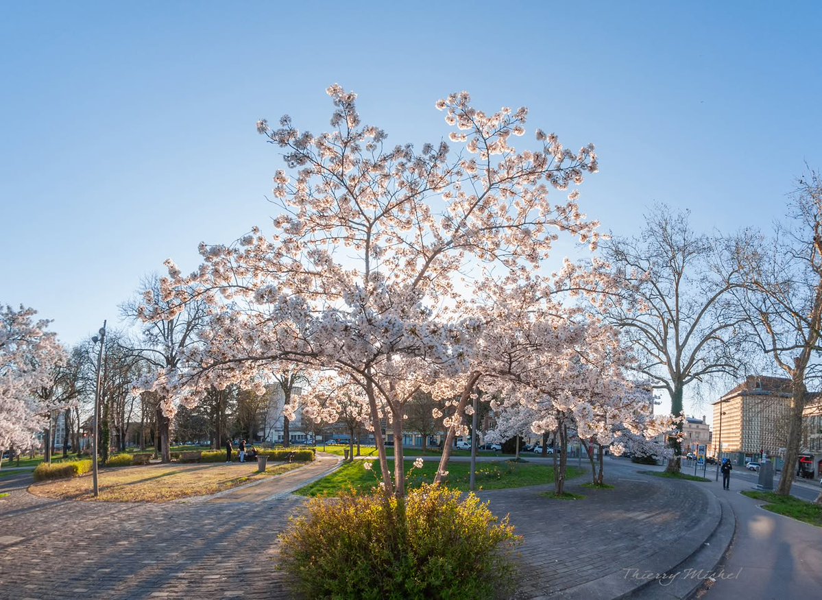 Thierry michel photographie tweet media