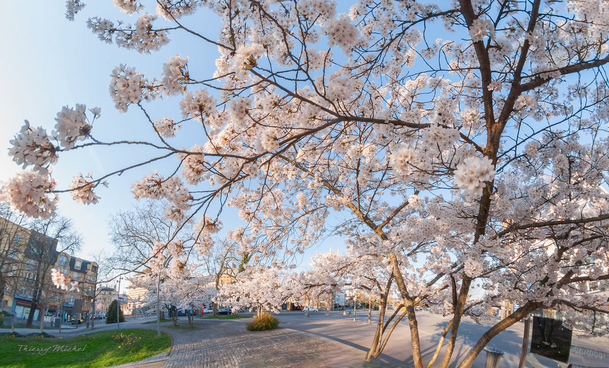 Thierry michel photographie tweet media