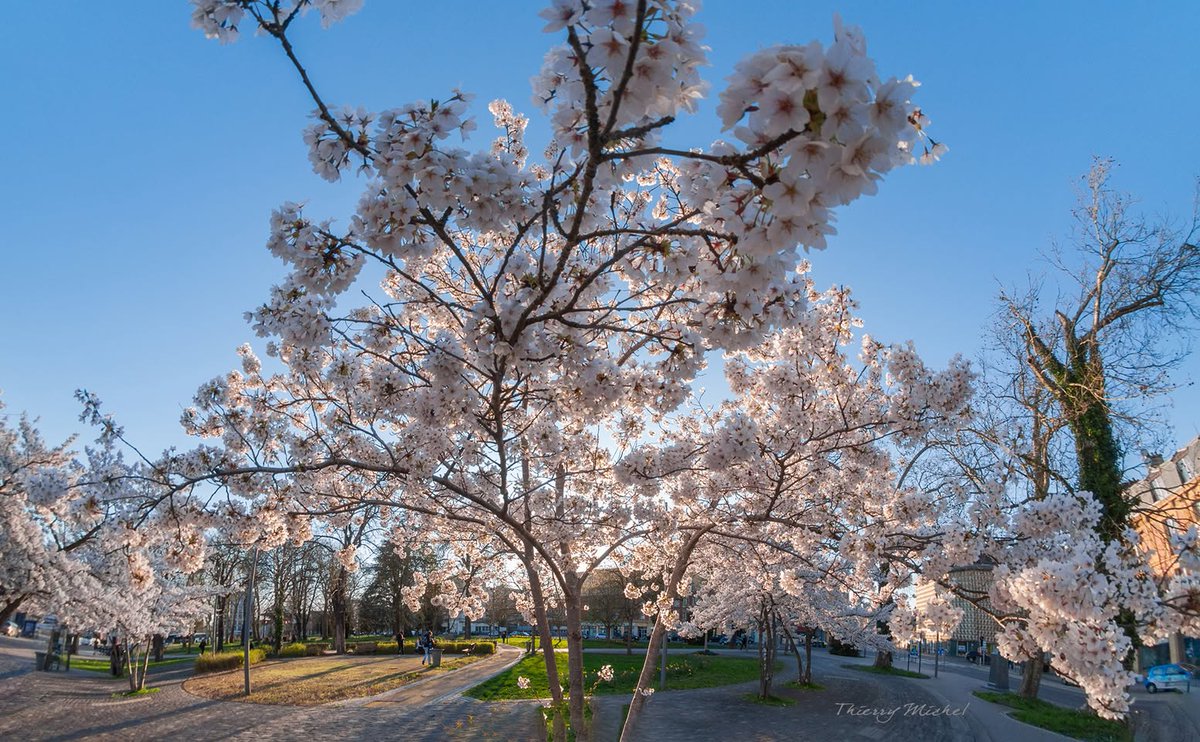 Thierry michel photographie tweet media