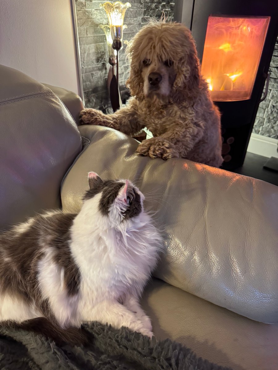 Super Spaniels tweet media