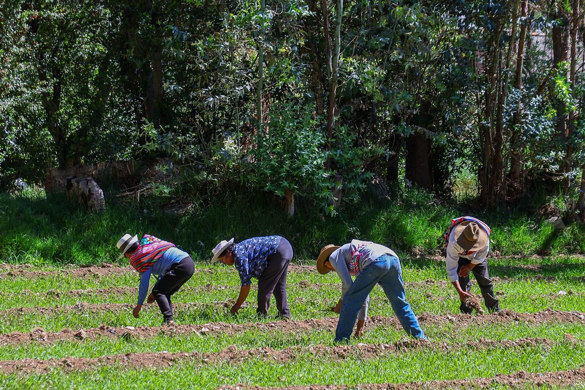 MIDAGRI PERÚ tweet media