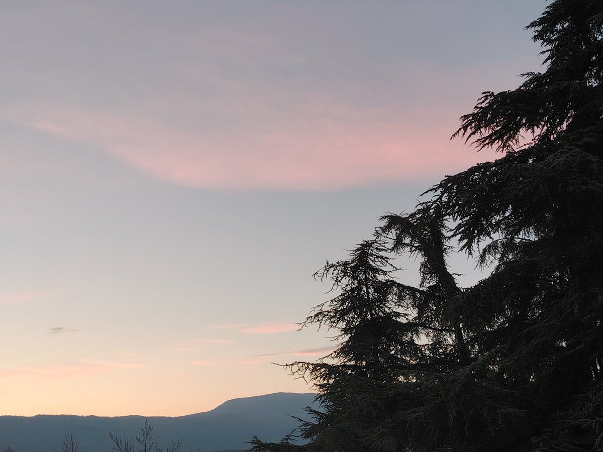 dalmalys tweet media