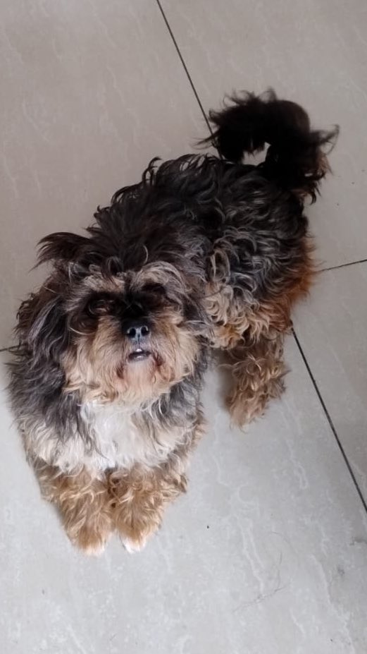 Pao Peralta 🐶 Rescatando Perritos 🇵🇪 tweet media