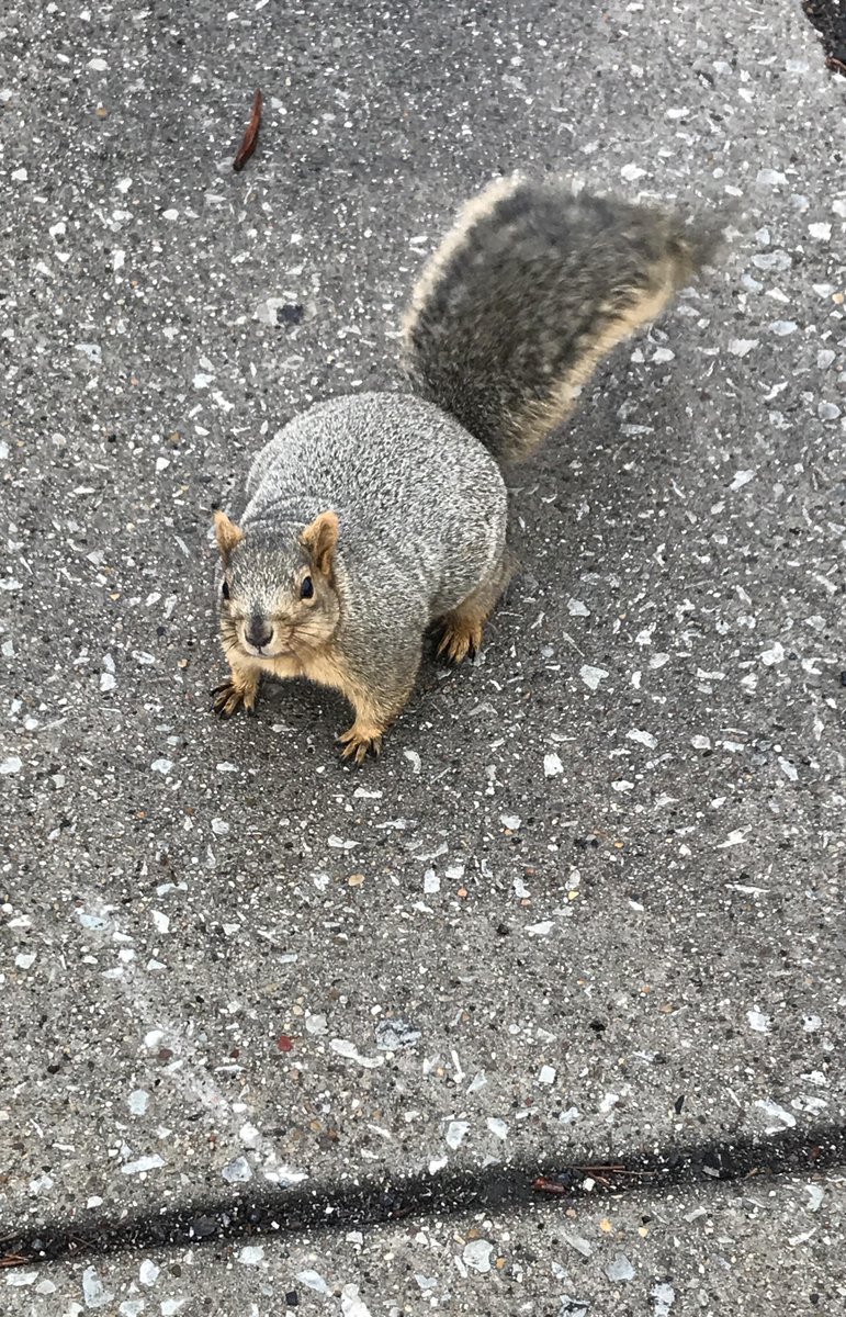 Digital Daisy tweet media