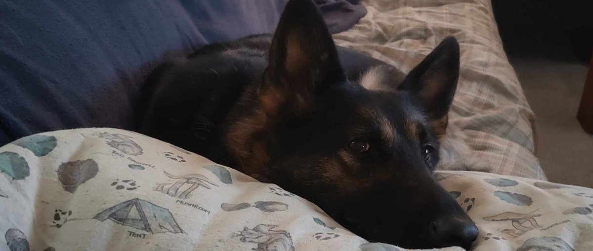 🇺🇸 🦅Detroit Dutch™ SSgt USMC (Ret.) 🇺🇸 🪂 tweet media