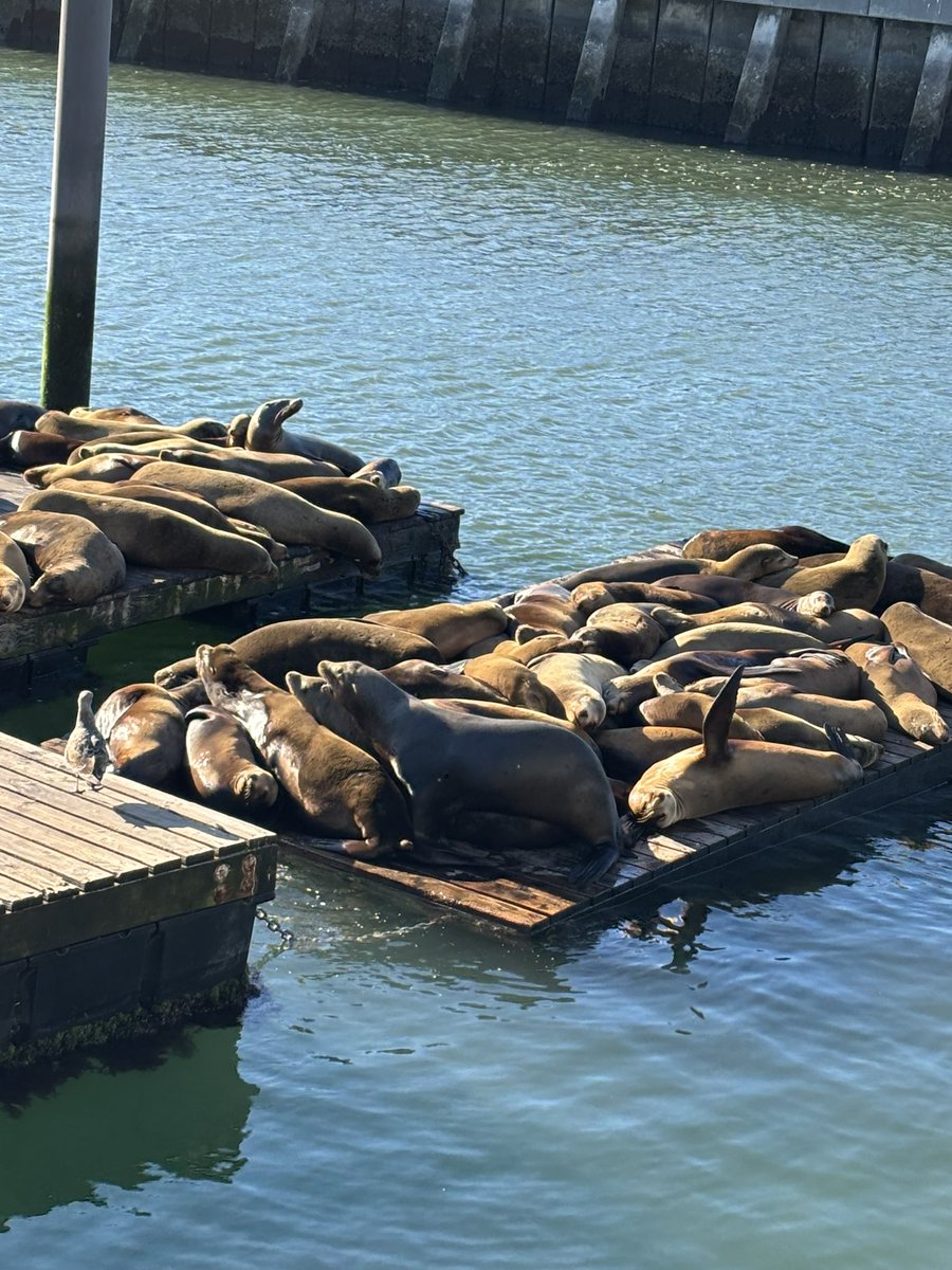 AlienMixture 🌎👑【SVA】➡️ CARRIER CON tweet media