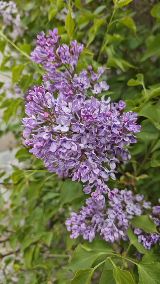 rafael galvez tweet media