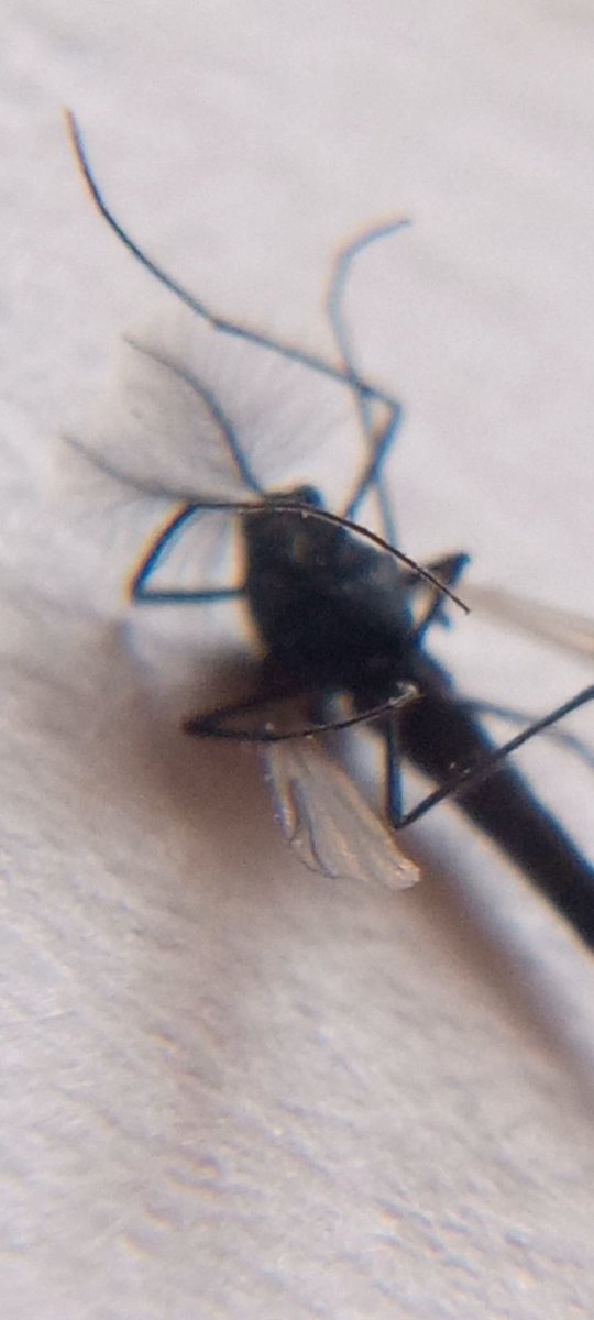 MichÅel tweet media