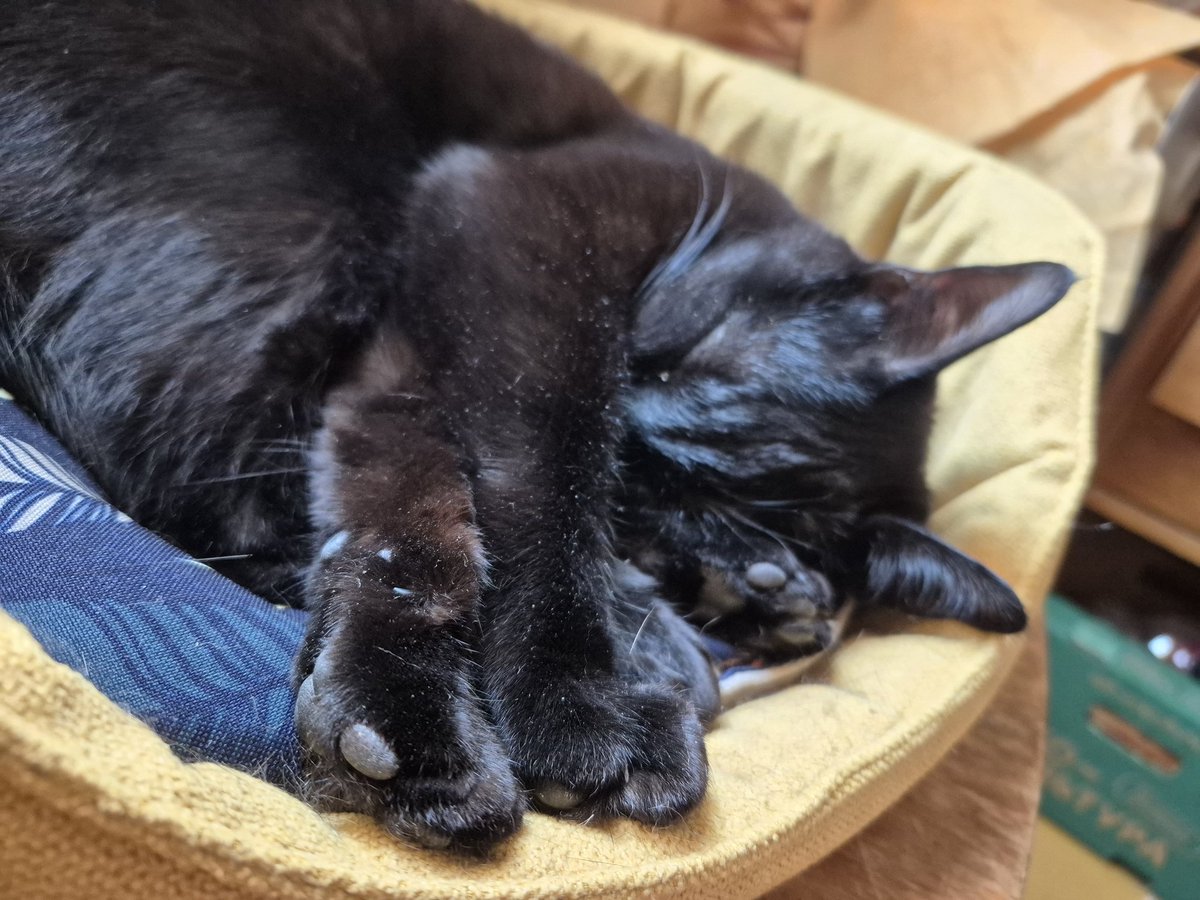 Вишневый пирог 蓝寒月 tweet media