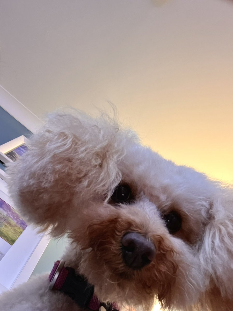 Bailey Cameron (Me is a girl) tweet media