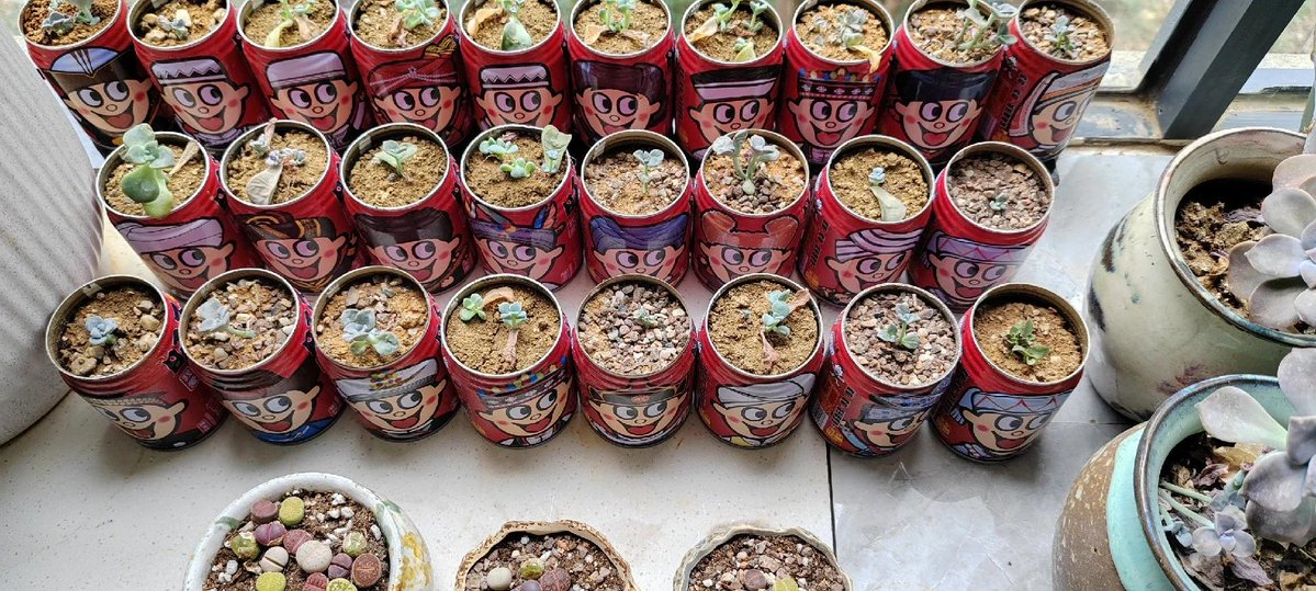 alex wang lu tweet media