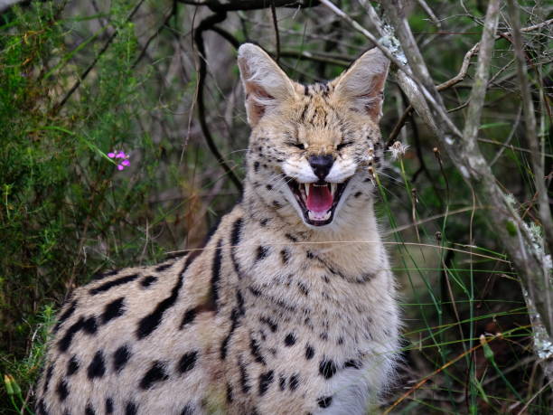 Max Citrullus Carcharodon tweet media