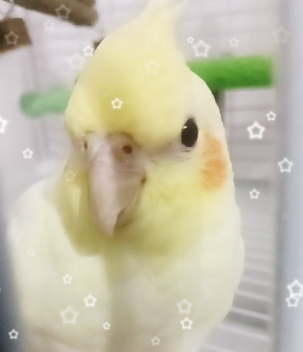 SLEEPYORCACAT tweet media