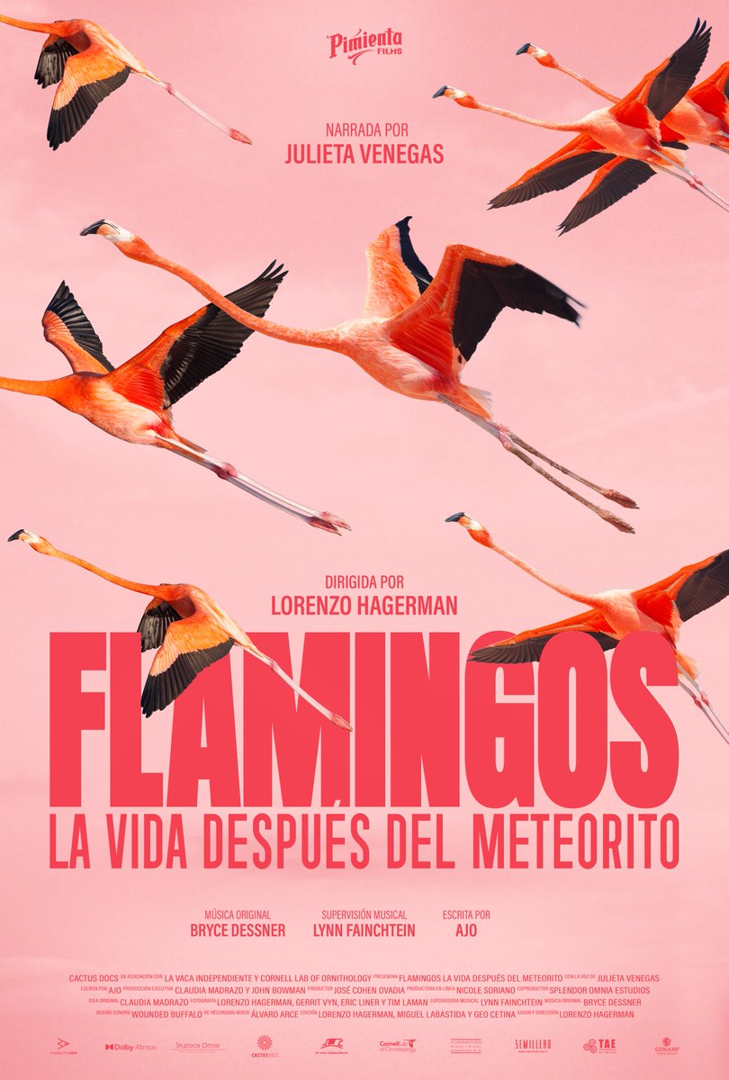 🦩 Flamingos es un documental de Pimienta Films, resultado de 700 días de filmación del ciclo de vida del #FlamencoRosado del Caribe (Phoenicopterus ruber) en el norte de la Península de Yucatán. 🦩

Se estrenará el próximo 26 de marzo en cines. 🗓️

➡️ bit.ly/4skRnB3 🩷