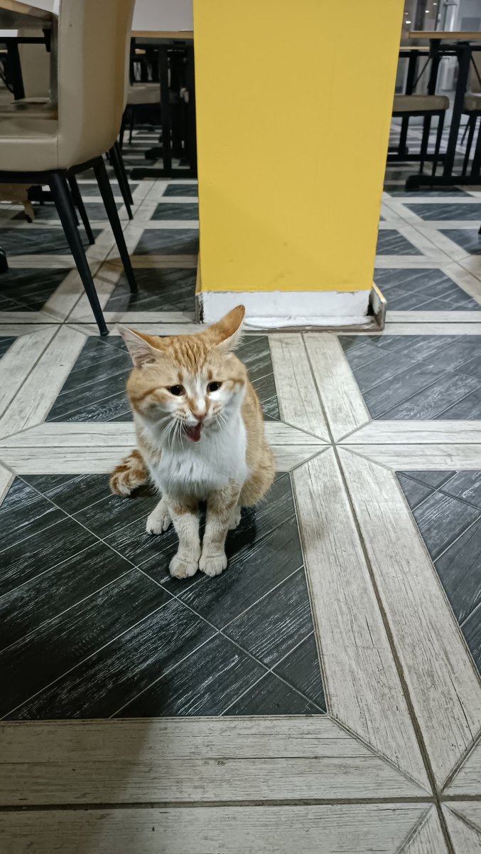 marya scofield tweet media