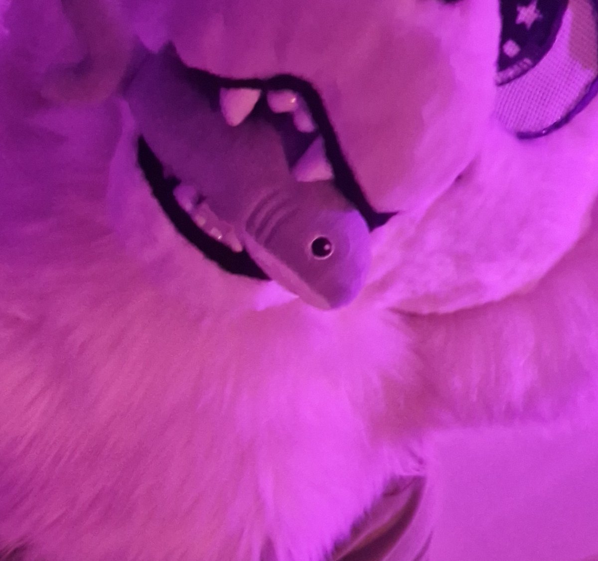 CanineC18 tweet media