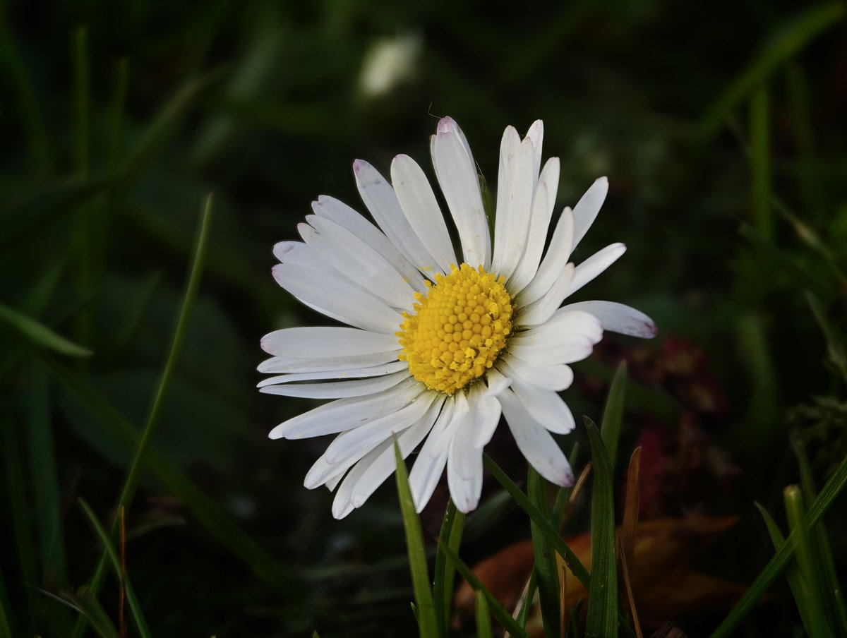Leszek Lesner tweet media