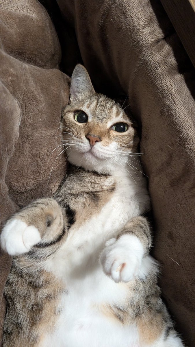 The Cat Aura 𓃠 tweet media