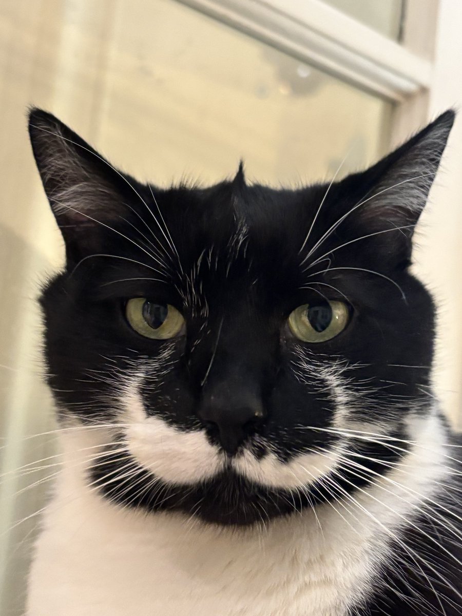 Marc-Antoine FREE FREE PALESTINE tweet media