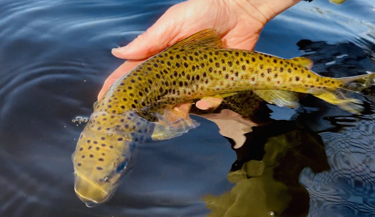 Jonathan James (JJ) tweet media