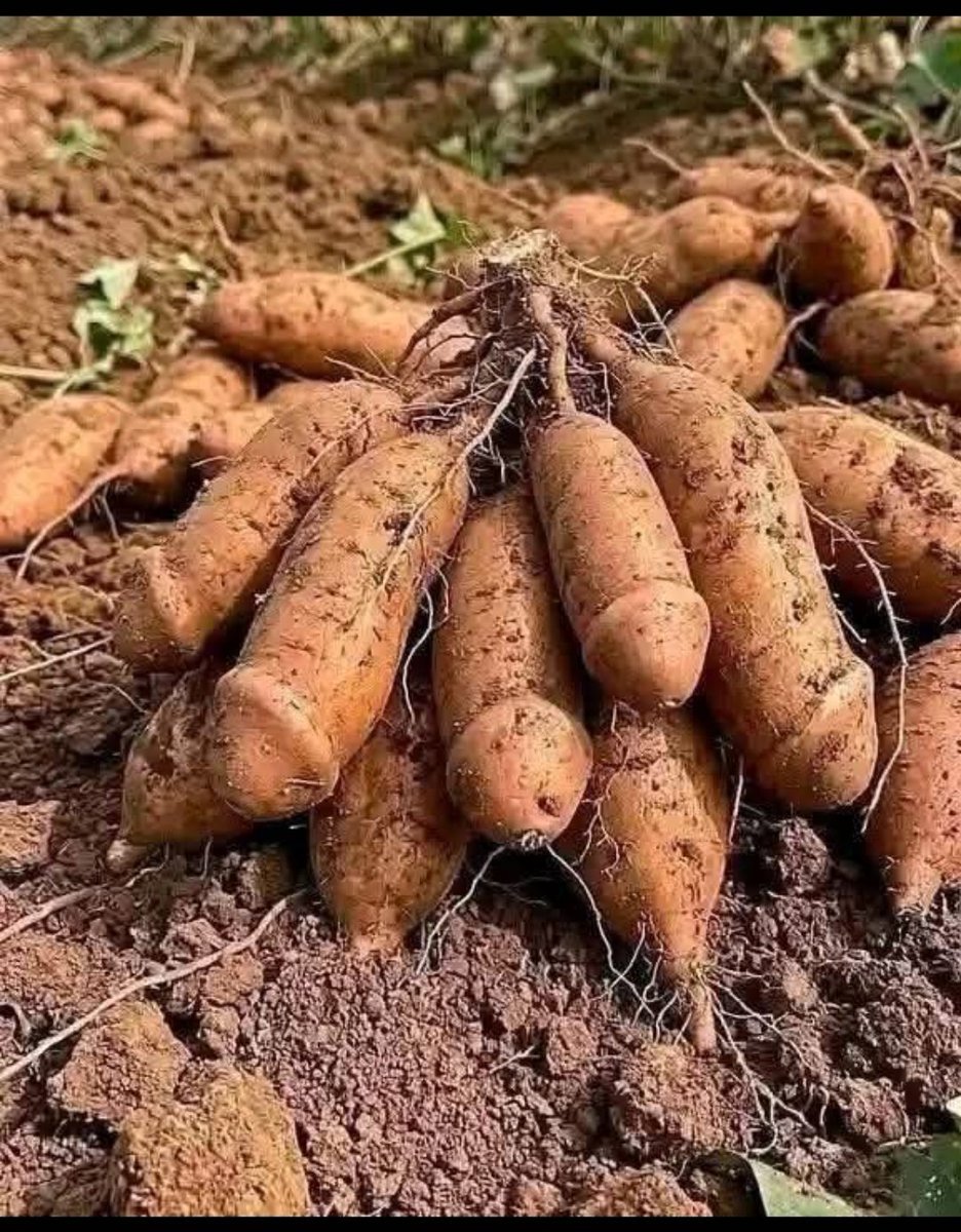 Collins Ntelele tweet media