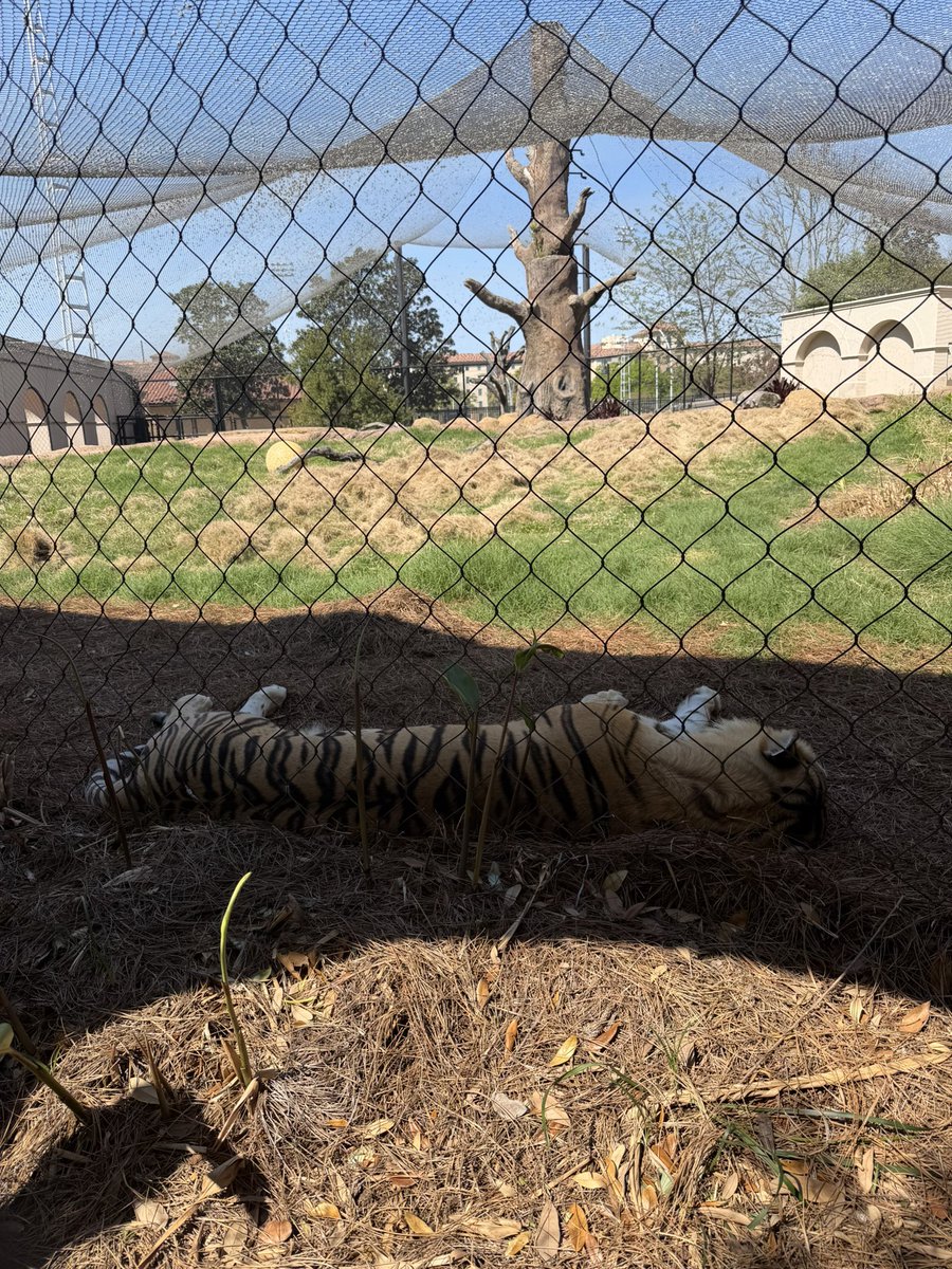 Mike VII tweet media