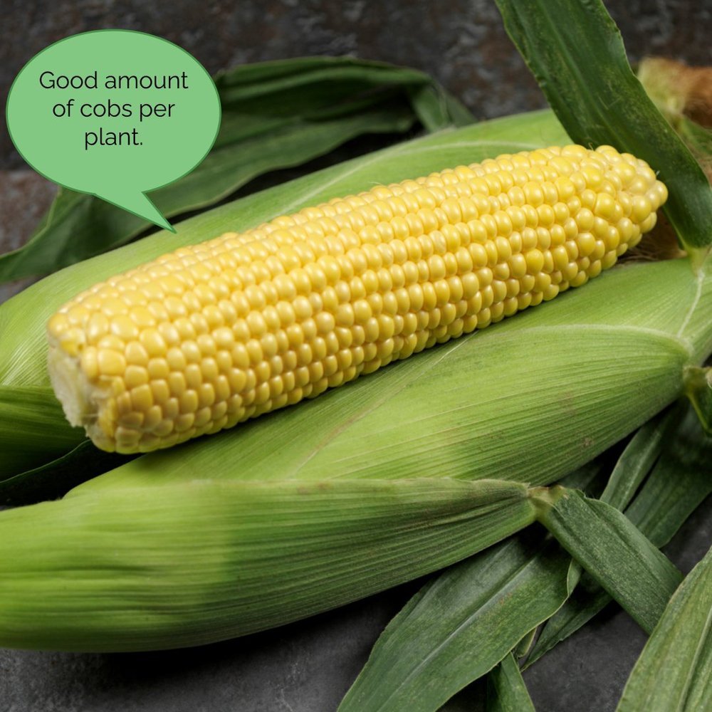 simonsseeds tweet media