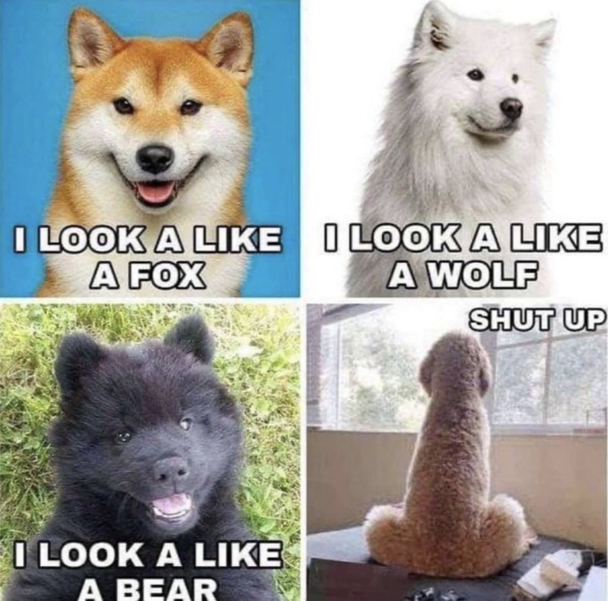 Tom Renz tweet media