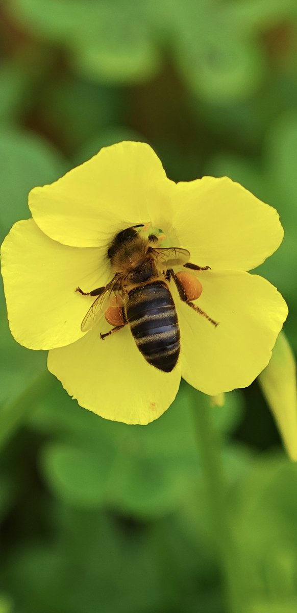 Noor BY García Pérez tweet media