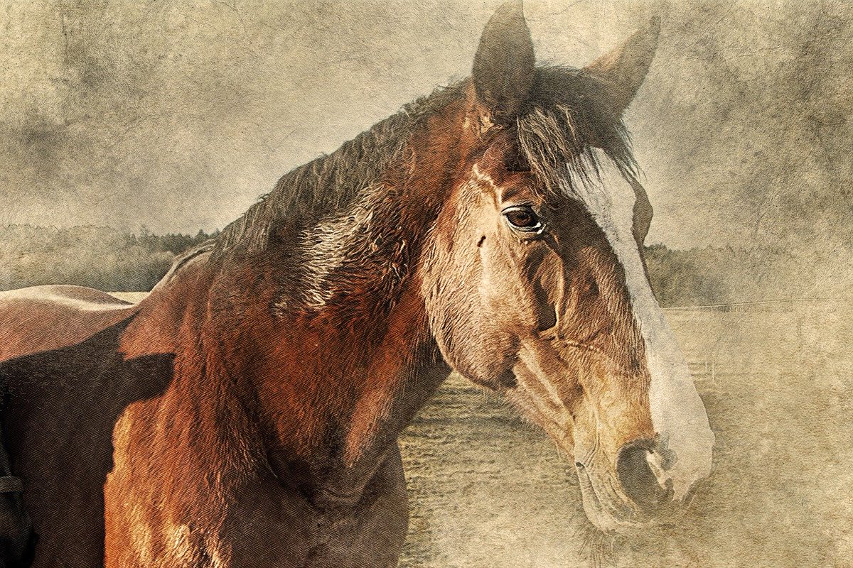 Maximus Christal tweet media