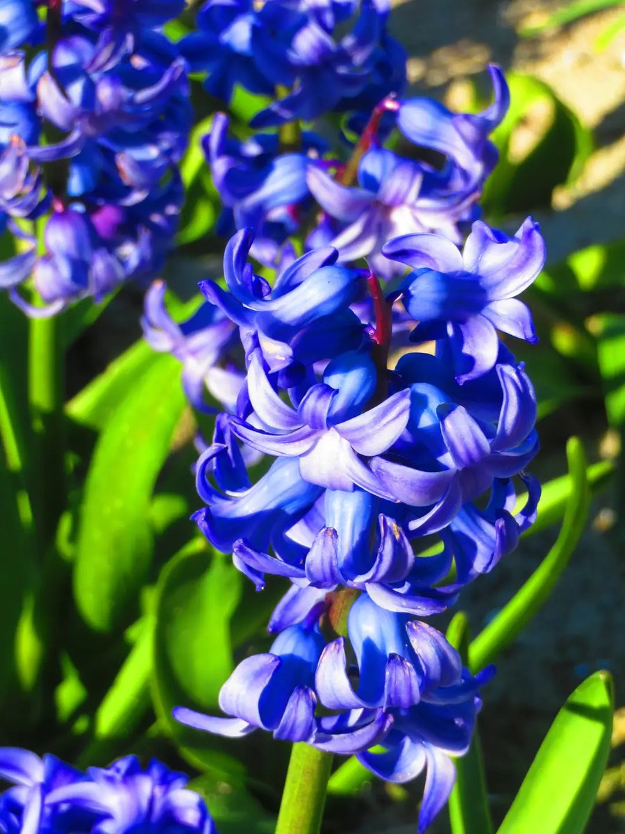 alexandra red tweet media