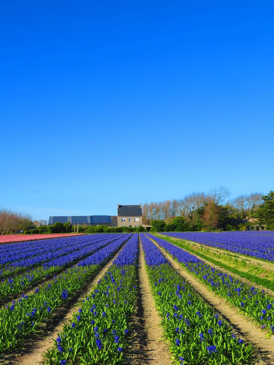 alexandra red tweet media