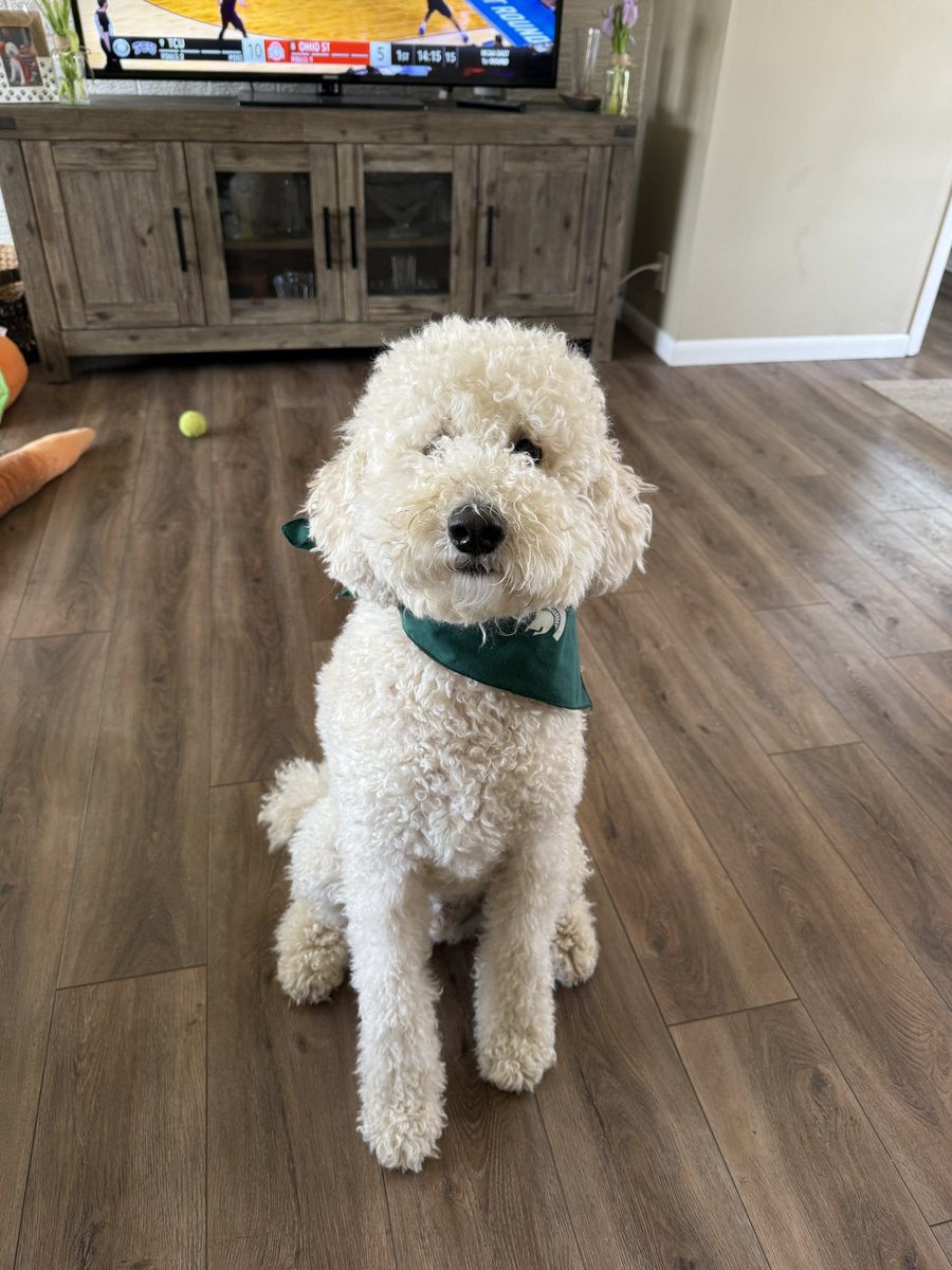 allie cohen tweet media