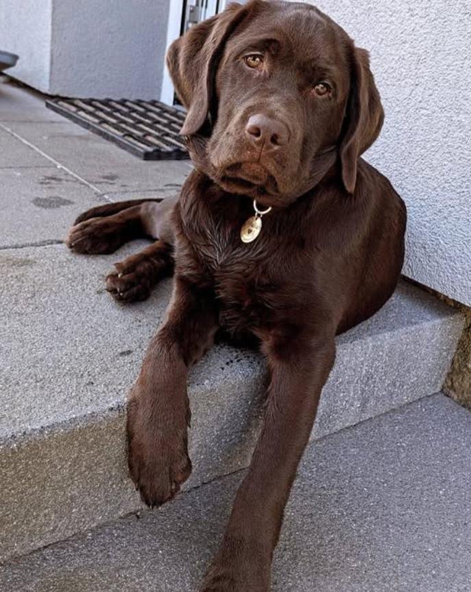 Best in Dogs tweet media