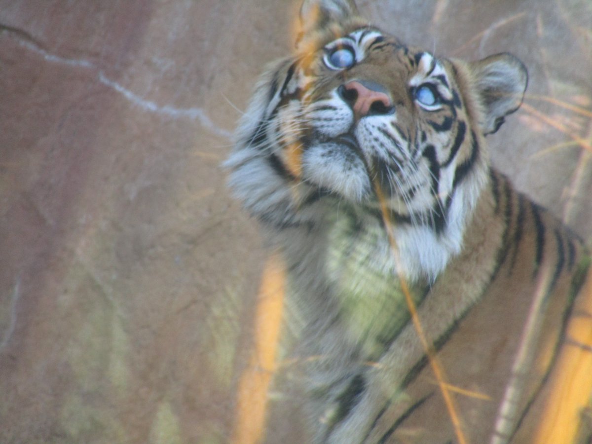 Amity 🦎🐳 tweet media